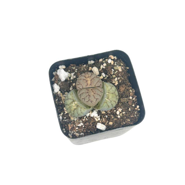 Flow State - Wholesale Live Plant - 2" Lithops - Living Stone Plant (Lithops spp.) – Houseplant2