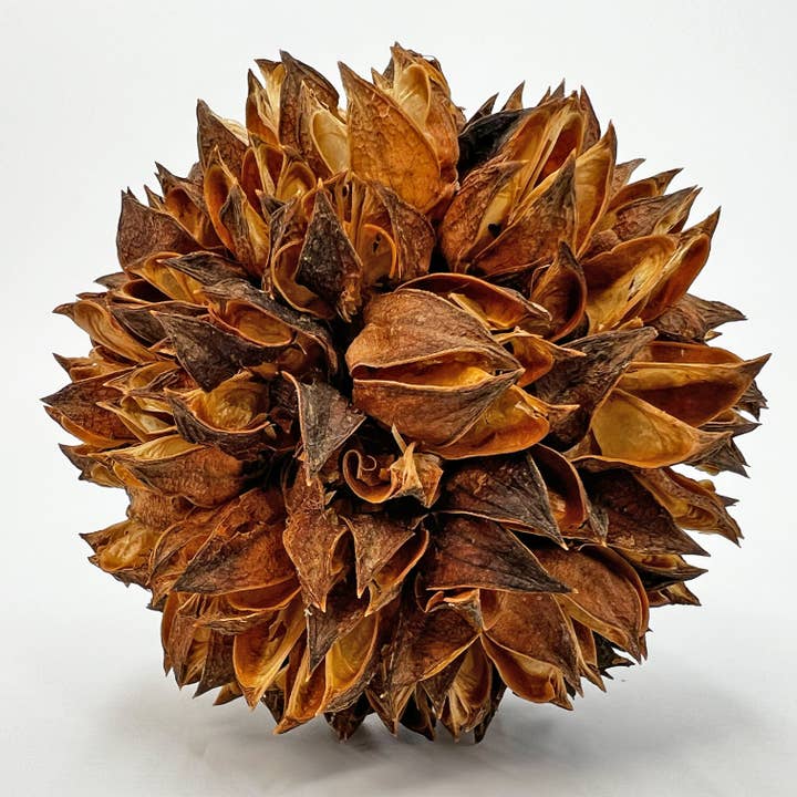 2626 Designs - Wholesale Decorative tabletop object - 3 Handmade Preserved Topiary Brown Balls - Bowl Filler 5