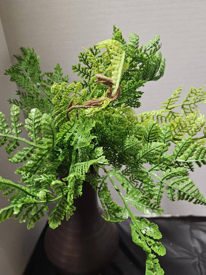 Sword fern bush for wholesale by Gary's Wholesale