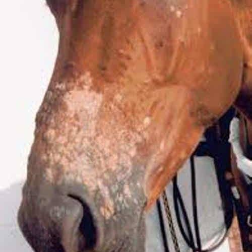 Beratungs & Vertriebsagentur Schmidt - Wholesale Pet Supplement - Cat/Dog - Anti fungal mite for horses farm animals