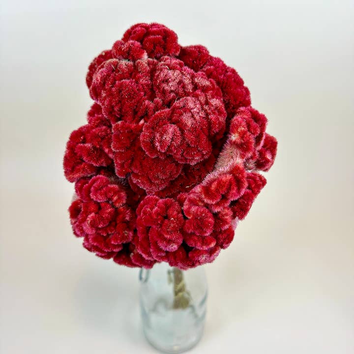 Lovejoy Farms Premium Dried Flowers – Großhandel Getrocknete/gepresste Blumen – Coxcomb (Celosia) – Burgunder-Kollektion0