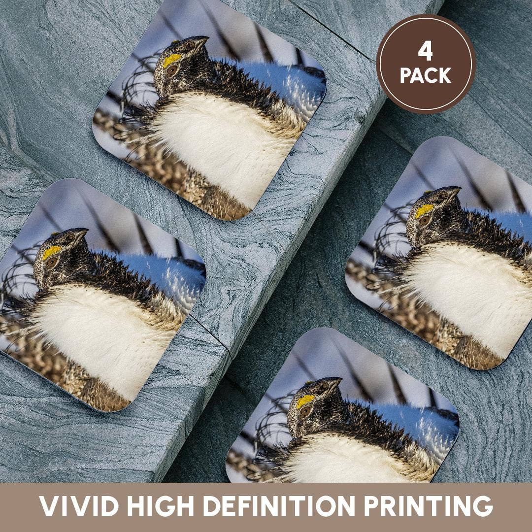 3dRose - Wholesale Coasters - 3dRose, USA, WY. Portrait of a male Greater Sage Grouse on a lek in Spring., Coaster12