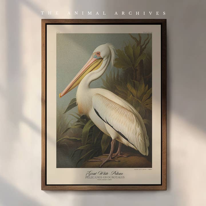 Great White Pelican Naturalist, Antique Vintage Style Print for wholesale by The Poet and The Piper
