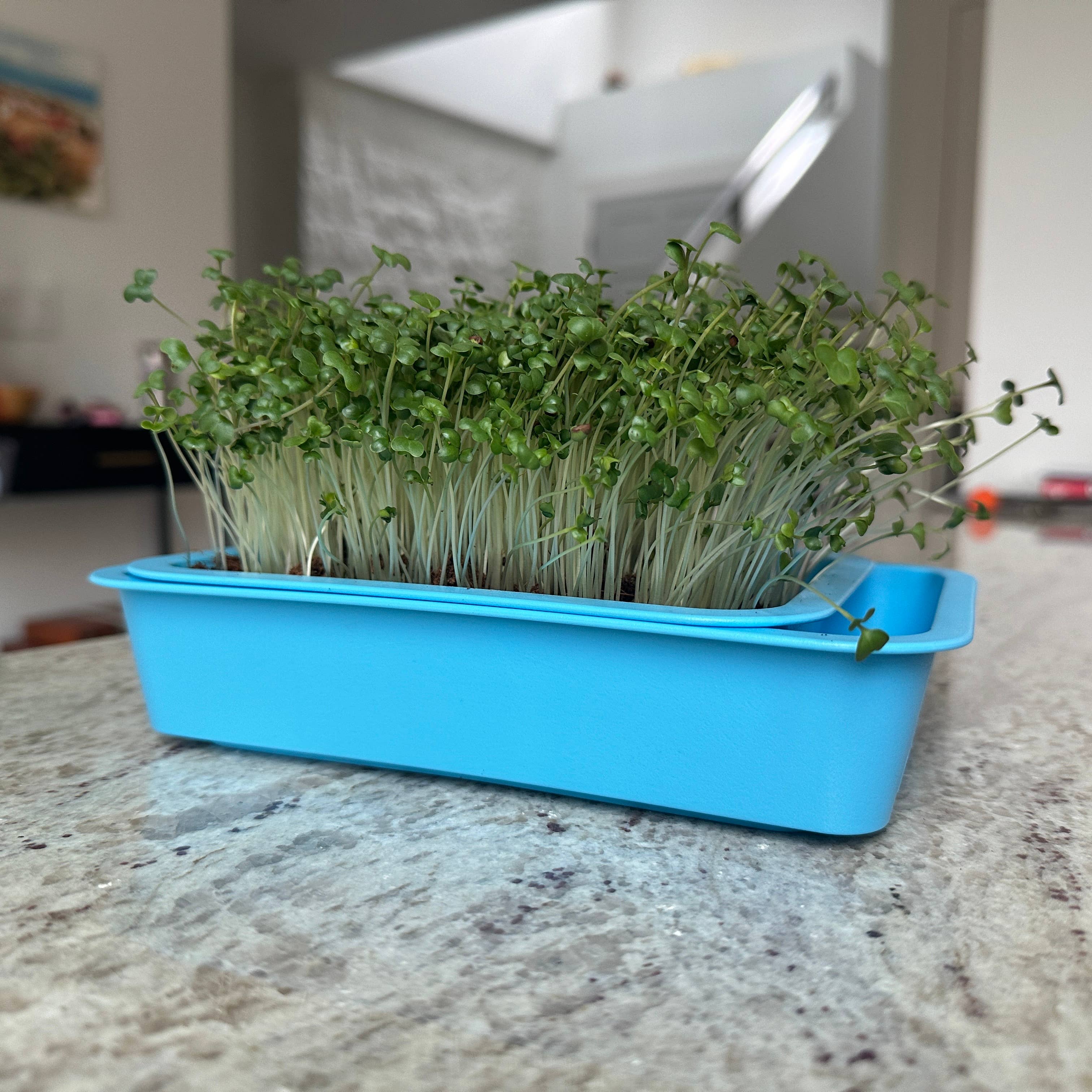 Knowing Nature - Wholesale Plant Seeds - Microgreens Seeds - Broccoli, Radish, Resealable, BPA Free4