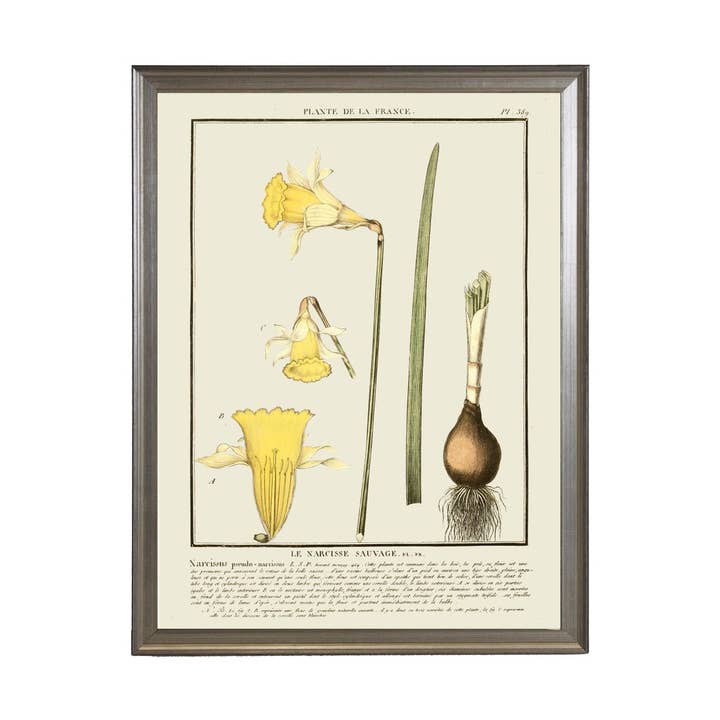 Daffodils for wholesale by Antique Curiosities Inc