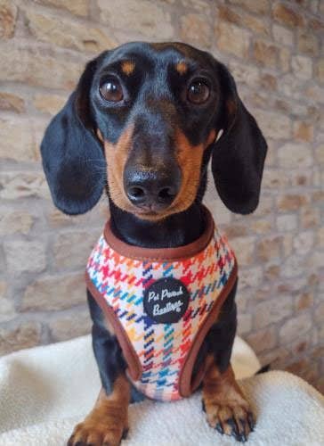 Pet Pooch Boutique - Wholesale Pet Harness - Dog - Lionheart Houndstooth Dog Harness (autumn/dogtooth/brown)2