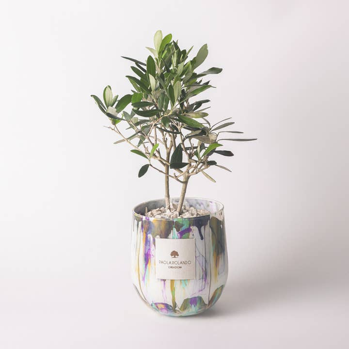 Hope Olive Tree In Glass Vase - Clio Line for wholesale by Paola Rolando Creazioni