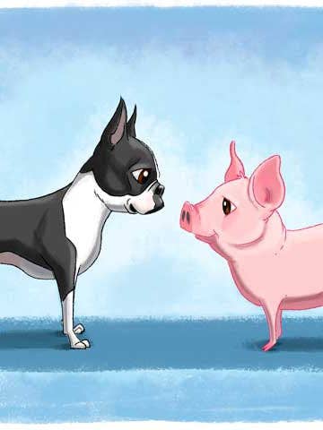 Lámina artística Boston Terrier y un cerdo, perro para venta al por mayor de Brian Rubenacker studios