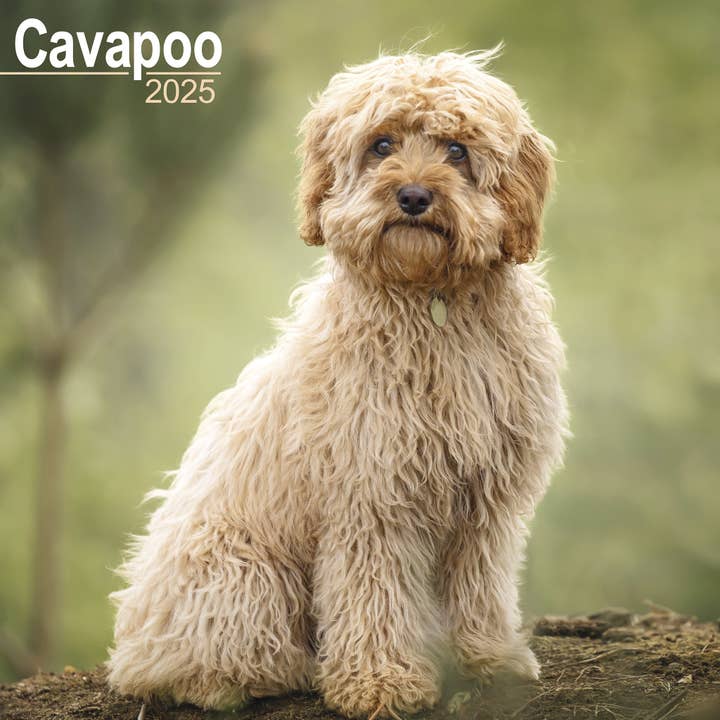 Cavapoo Calendar 2025 for wholesale by Avonside Publishing Ltd