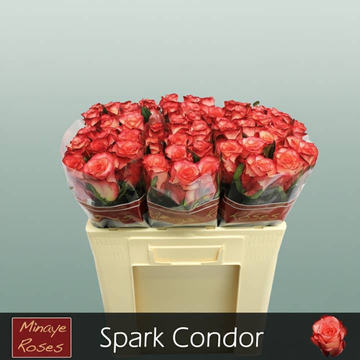 Pink Rose Spark Condor for wholesale on Faire2