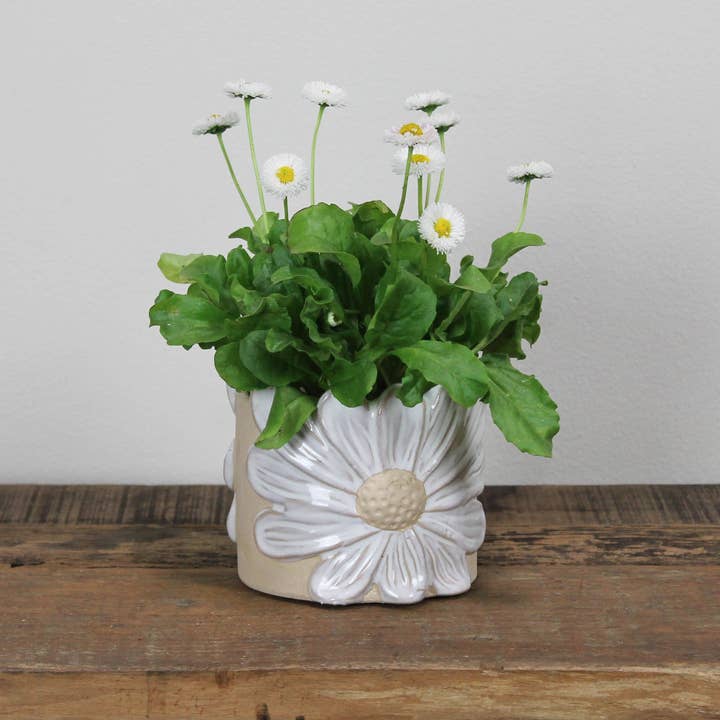 HomArt - Wholesale Plant pot - Daisy Cachepot, Ceramic4
