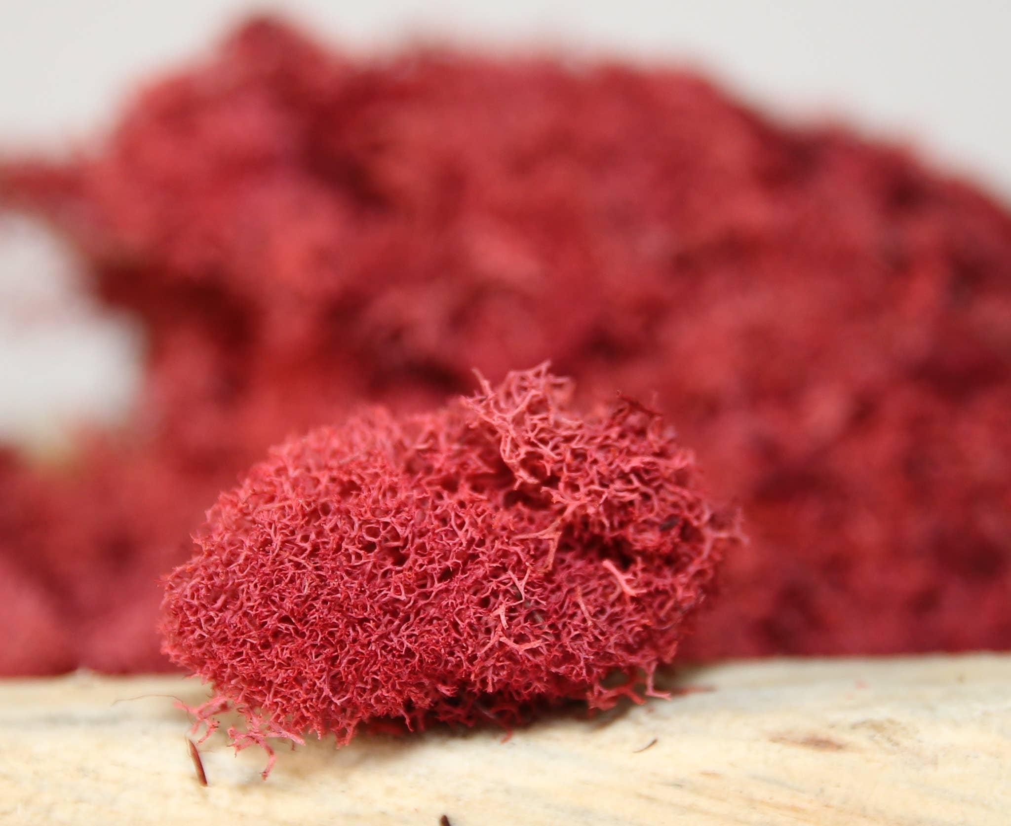 Forever Green Art - Wholesale Live Plant - Preserved Colored Deer Moss – 4oz Bag (Min. 8 Bags)1