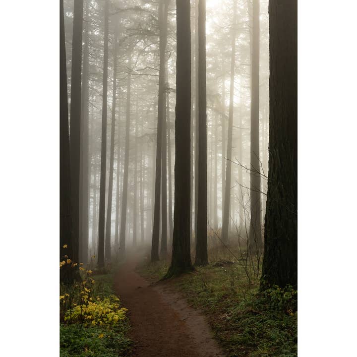 Photography Print "Trunk Lines" • Oregon, Landscapes, Trees for wholesale by Andrea Morris Art