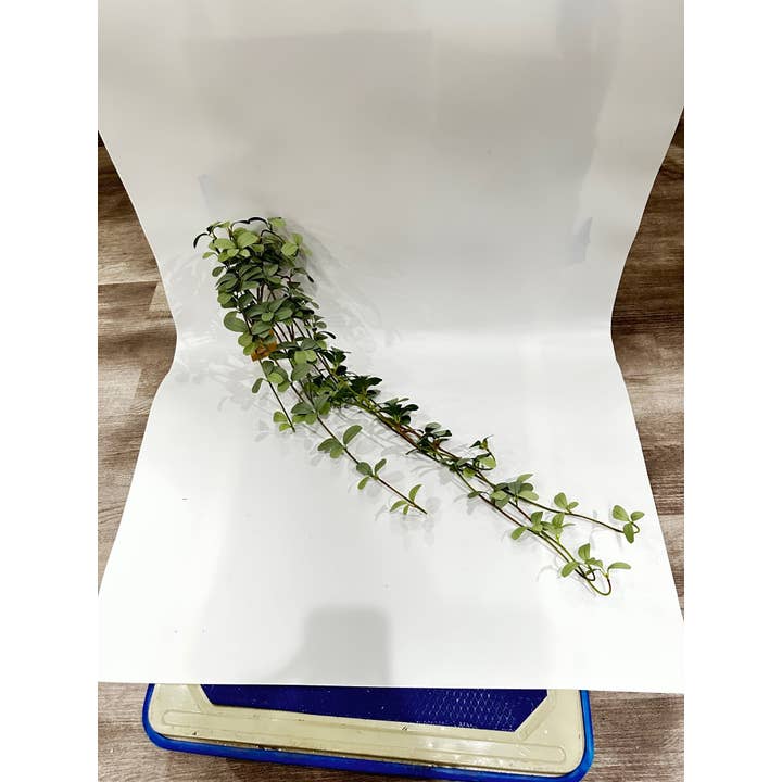 Arbusto Suspenso de Folhas de 34", Verde Sálvia por atacado de Tremont Floral Supplies