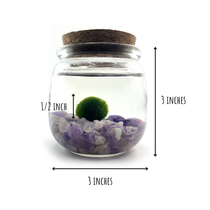 Moss Amigos | Moss Ball Terrariums - Wholesale Live Plant - Medium Marimo Moss Ball Terrarium with Amethyst Gemstones4