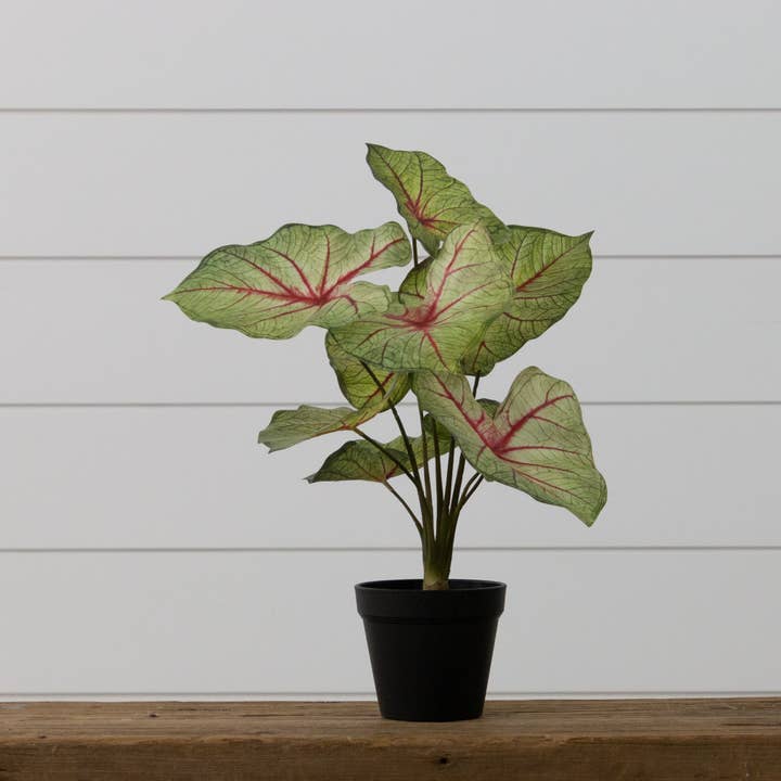 Audrey's Home & Gift - Wholesale Artificial Plant - Potted Caladium (PC)