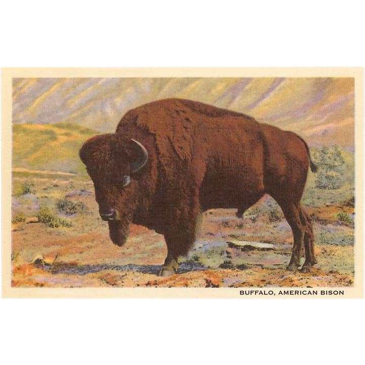 Ansichtkaart AN-64 Buffel voor wholesale door Found Image Press