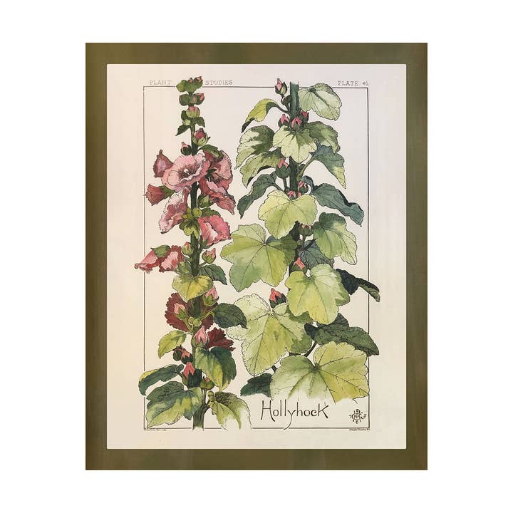 Hollyhock Wildflower Study for wholesale by Shop At Sullivan