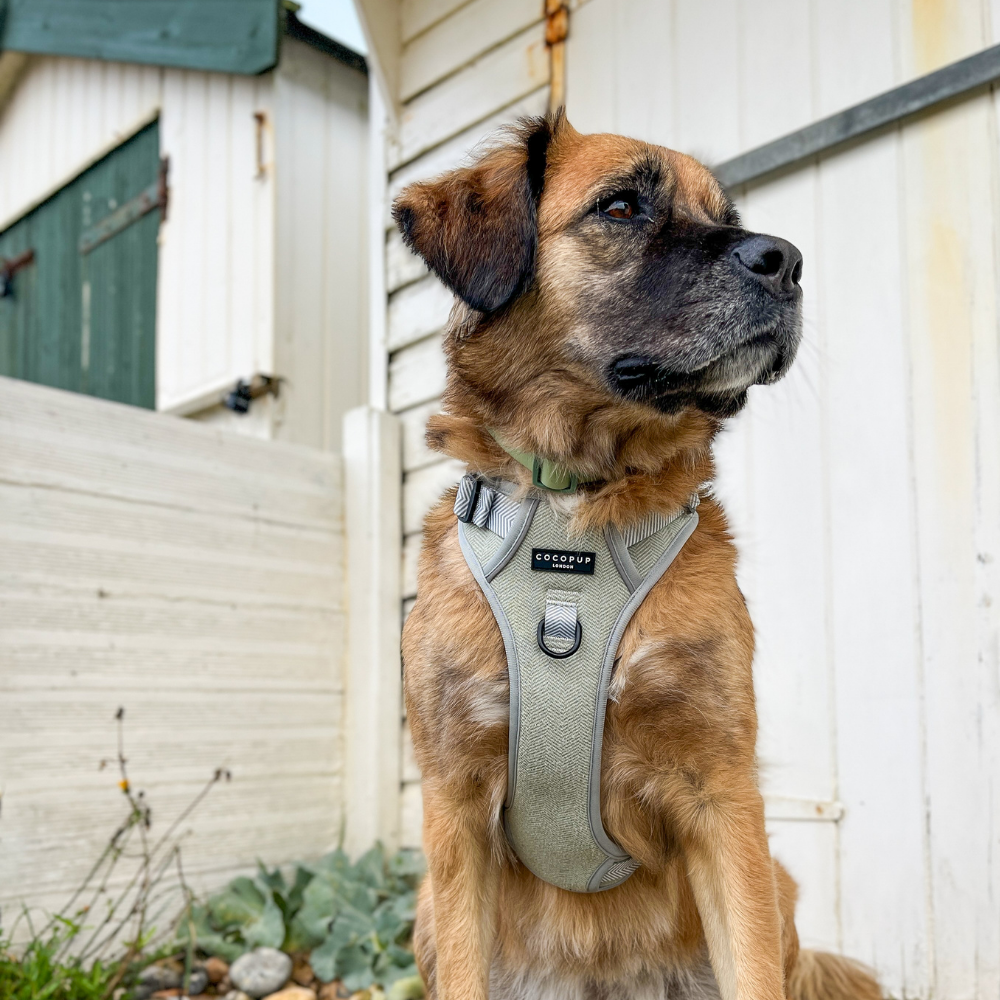 Cocopup London - Wholesale Tuig voor huisdieren - Hond - Verken Harness - Salie Tweed39
