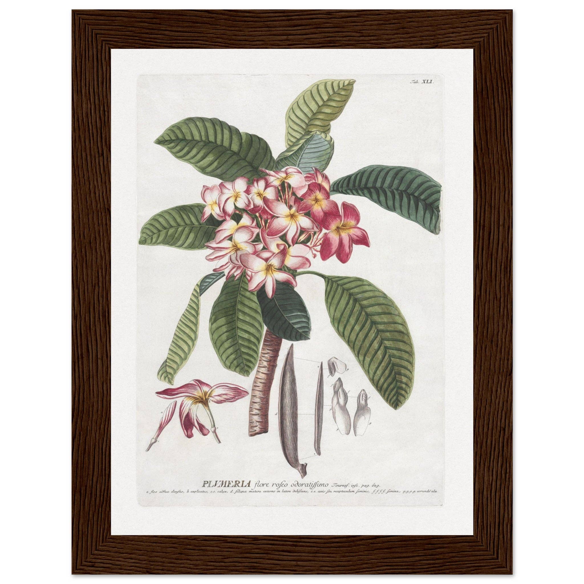 Maison de Paloma - Vendita all'ingrosso Stampa artistica - Plumeria21