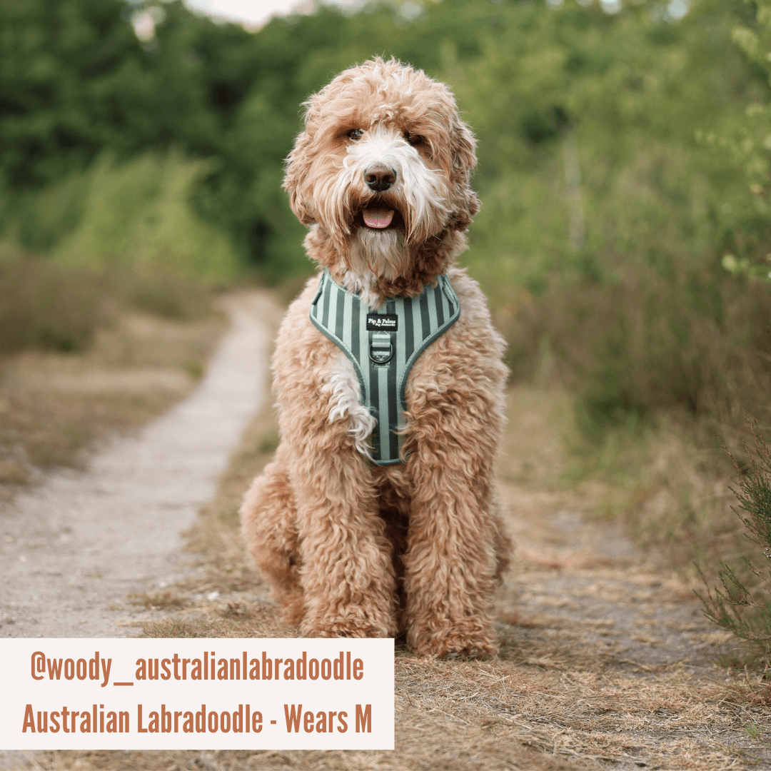 Pip and Palms - Wholesale Pet Harness - Dog - Dog Harness Stripy Stripes4