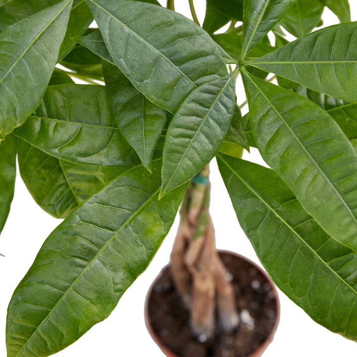 House Plant Wholesale - Wholesale Live Plant - PACHIRA BRAID 4-inch