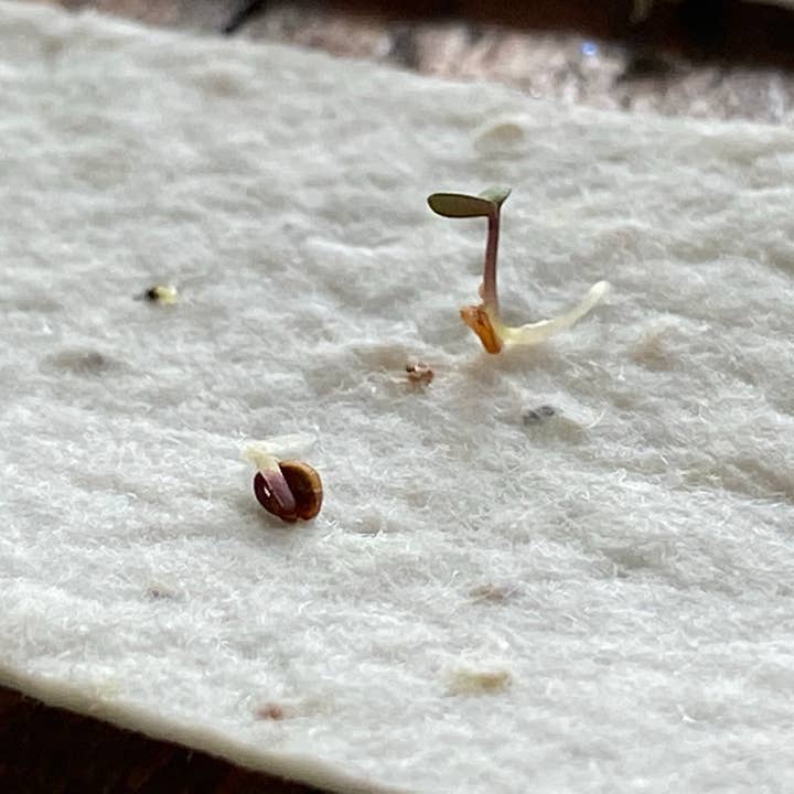 The Raven’s Edge Studio - Vendita all'ingrosso Biglietti di auguri generici - Carta piantabile | Carta con erba cipollina | Ecologica | Got You