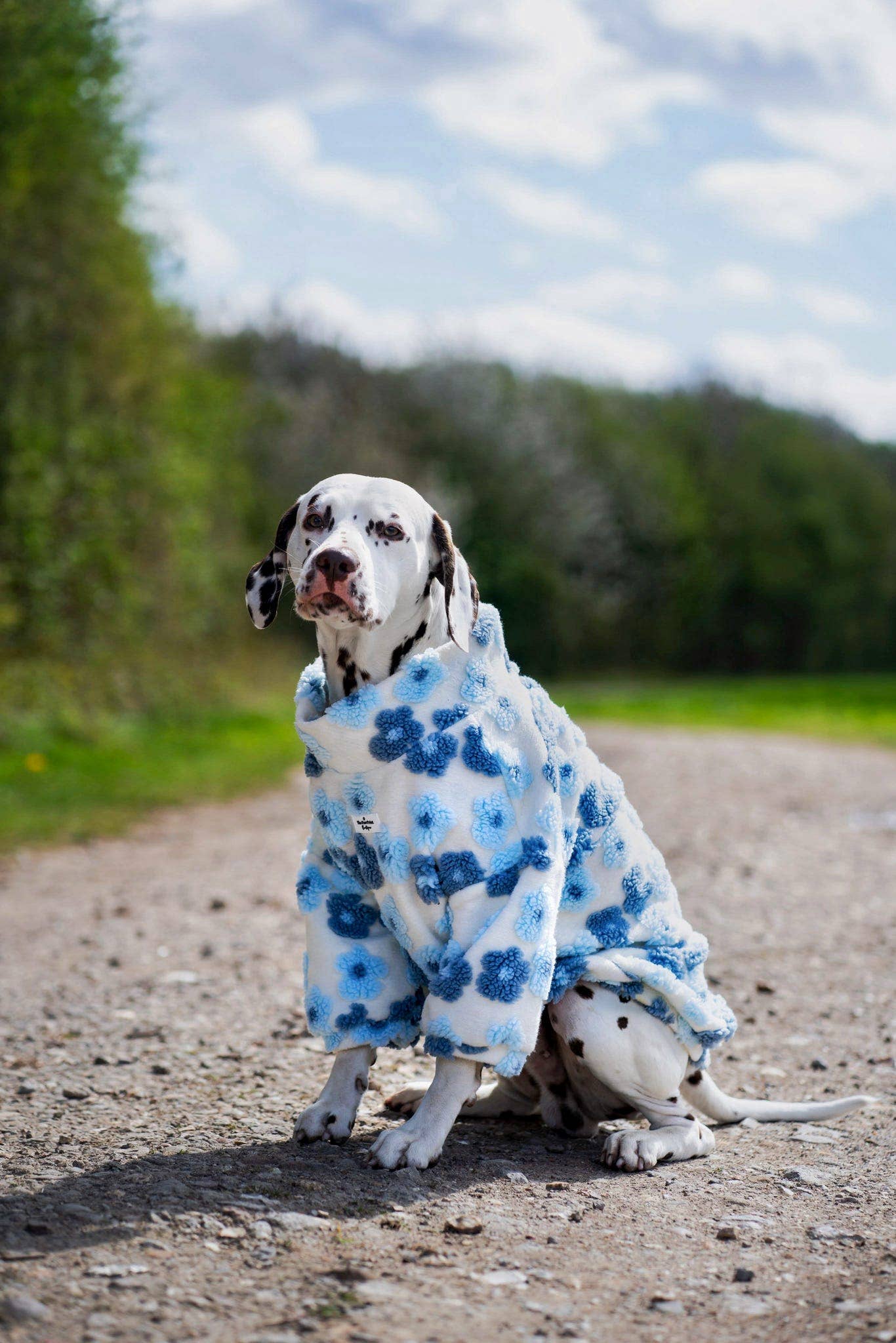 The Paw Print Boutique - Wholesale Pet jumper – Dog - The Bluebell Blue Floral Fleece18