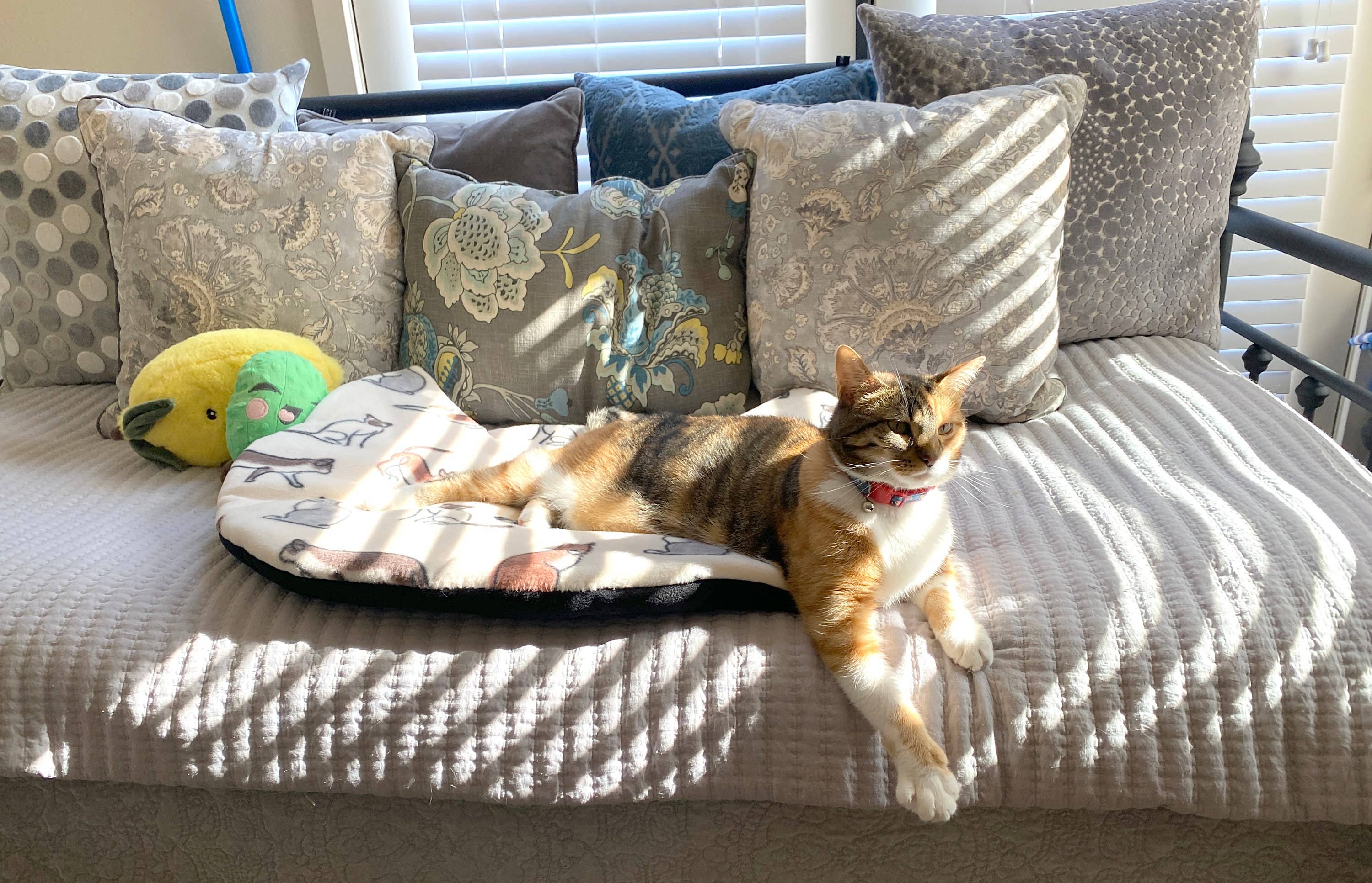 Screaming Pickles - Wholesale Pet Bed - Cat/Dog - Handmade Pet Bed/Mat Cat Head7