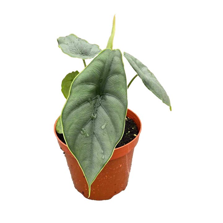 Arcadia Garden Products - Wholesale Live Plant - Alocasia Puncakborneensis 4 inch Grower Pot