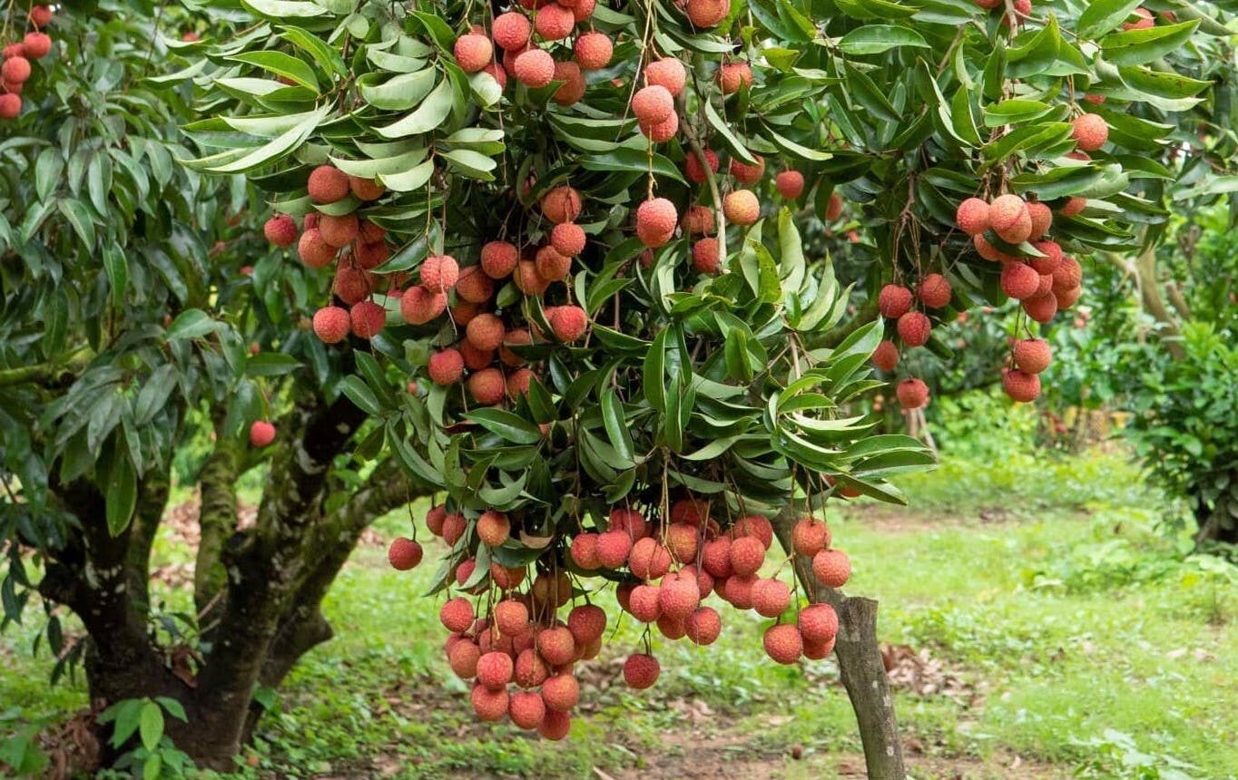 OhFresh Brands - Wholesale Fruit Juice - OhFresh Juice Lychee 500 ml (12pk)5