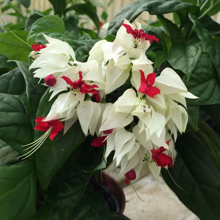 6" Clerodendrum 'Bleeding Heart' for wholesale by O F Nelson’s