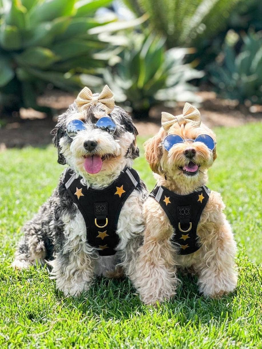 Dogistry™ - Wholesale Pet Harness - Dog - SoHo Dog Harness - Rockstar5