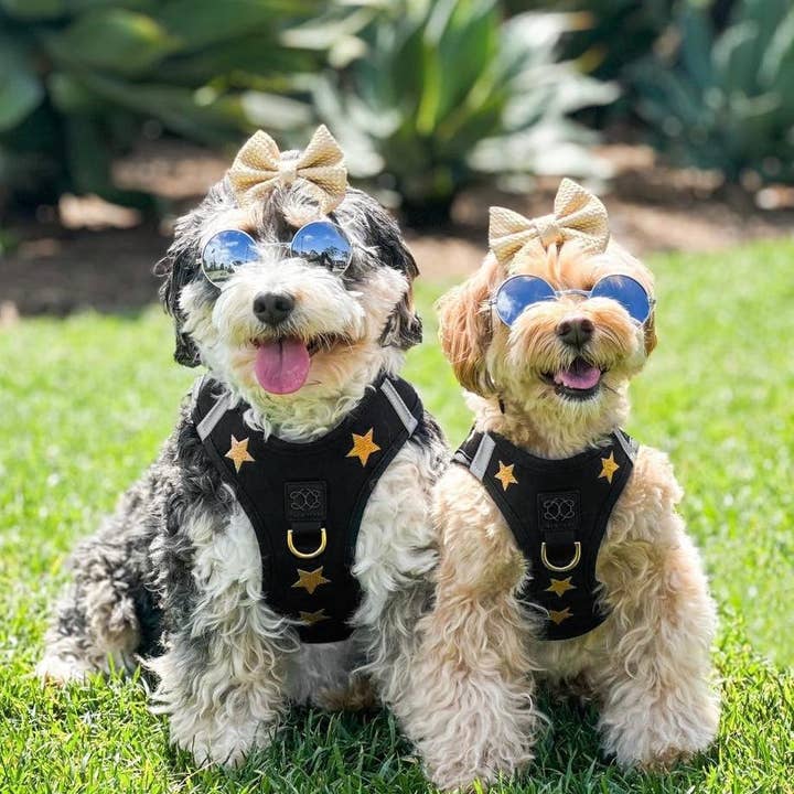 Dogistry™ - Venta al por mayor Arnés - Perros - Arnés para perros SoHo - Rockstar de Dogistry™5