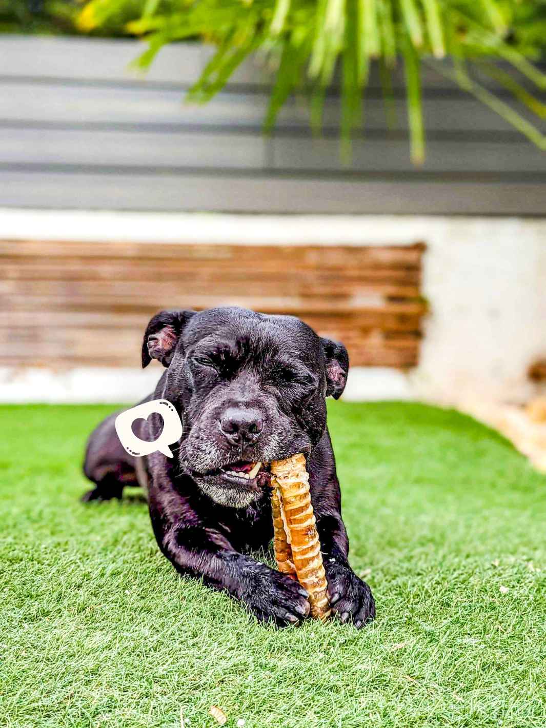 Truffe Délice - Vente Friandises – chien - Trachées de bœuf10