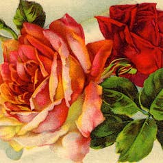 doremy – Engroshandel DIY-hobbysæt – stearinlys kit gamle rose og hvid jasmin -4