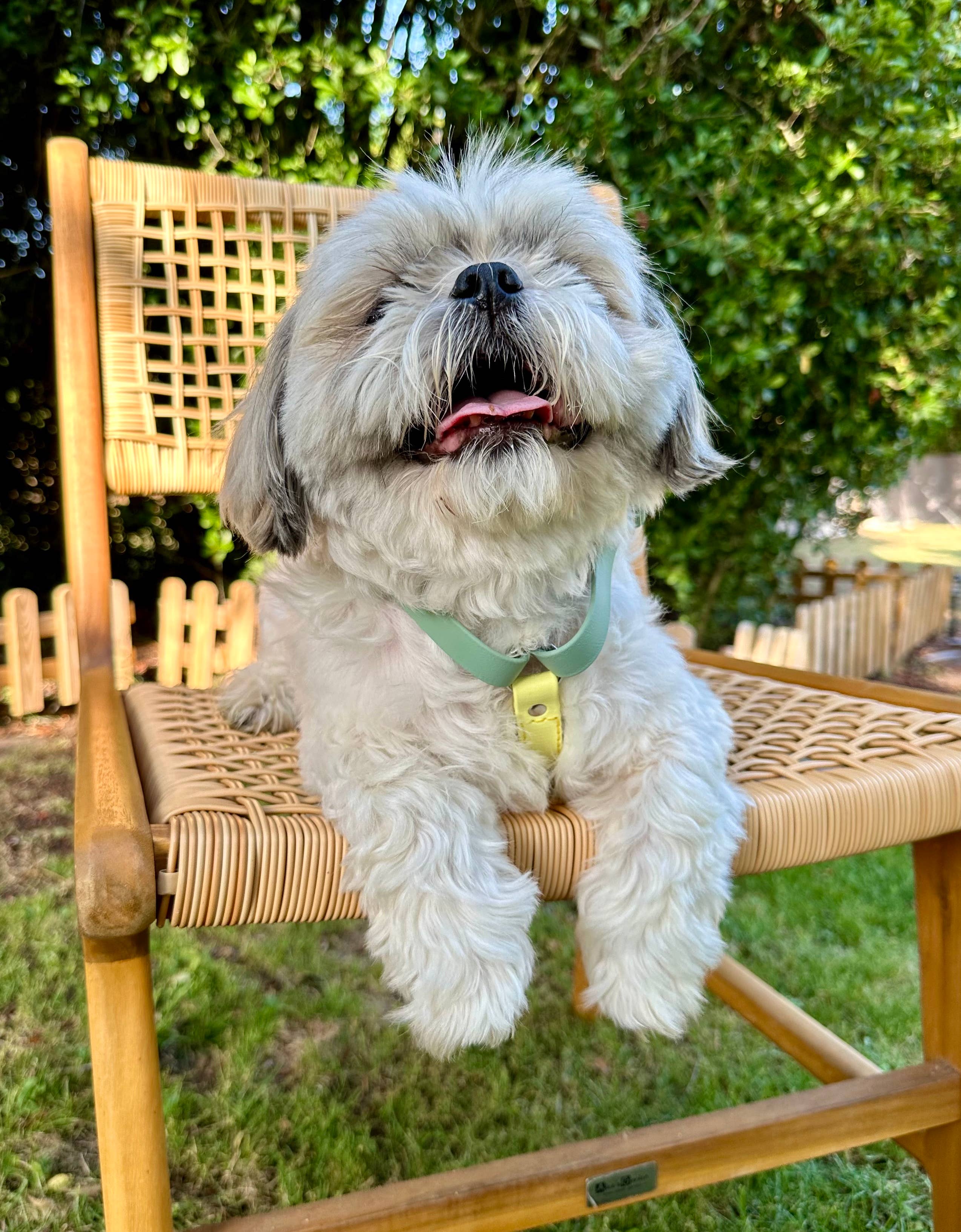 L&Z Dogwear - Wholesale Pet Harness - Dog - Hypoallergenic Waterproof Harness WILLOW - Biothane®3