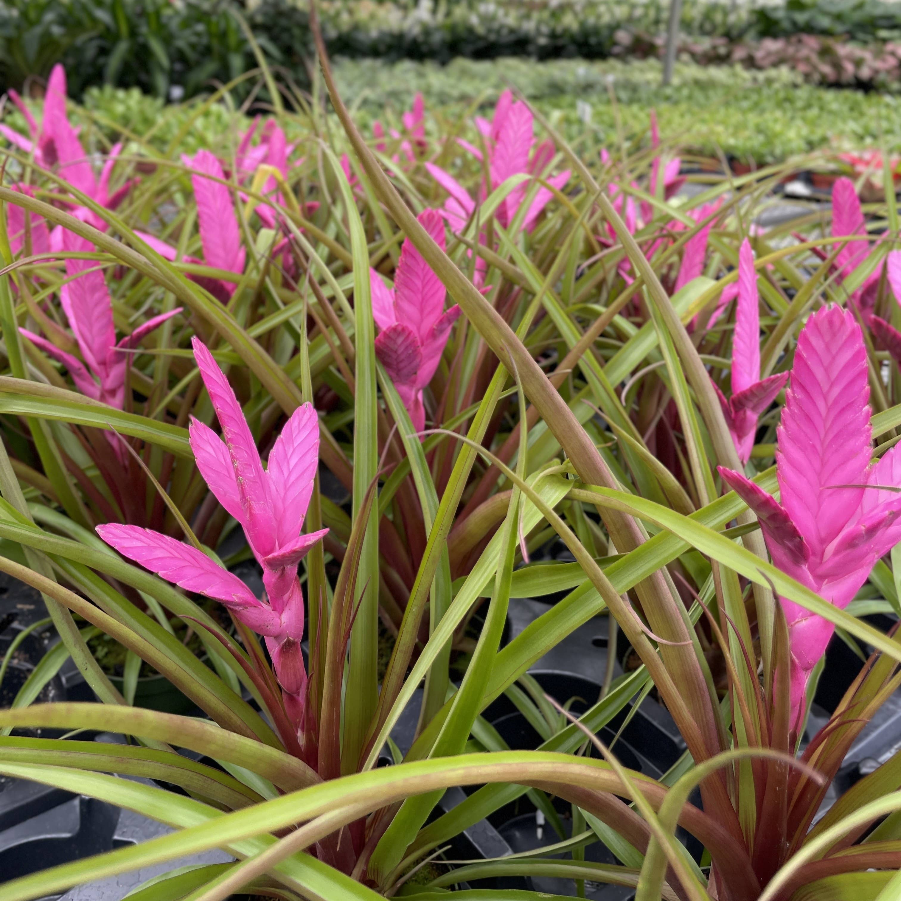 Thorsen's Greenhouse - Wholesale Live Plant - Antonio Pink Bromeliad - 4" Live Plant4