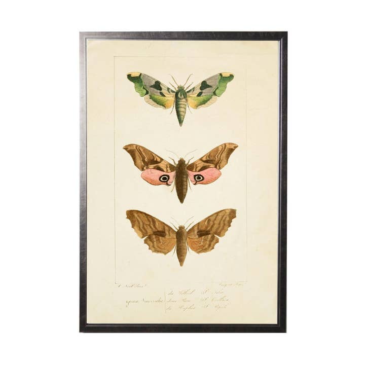 Colorful Moth Trio for wholesale by Antique Curiosities Inc