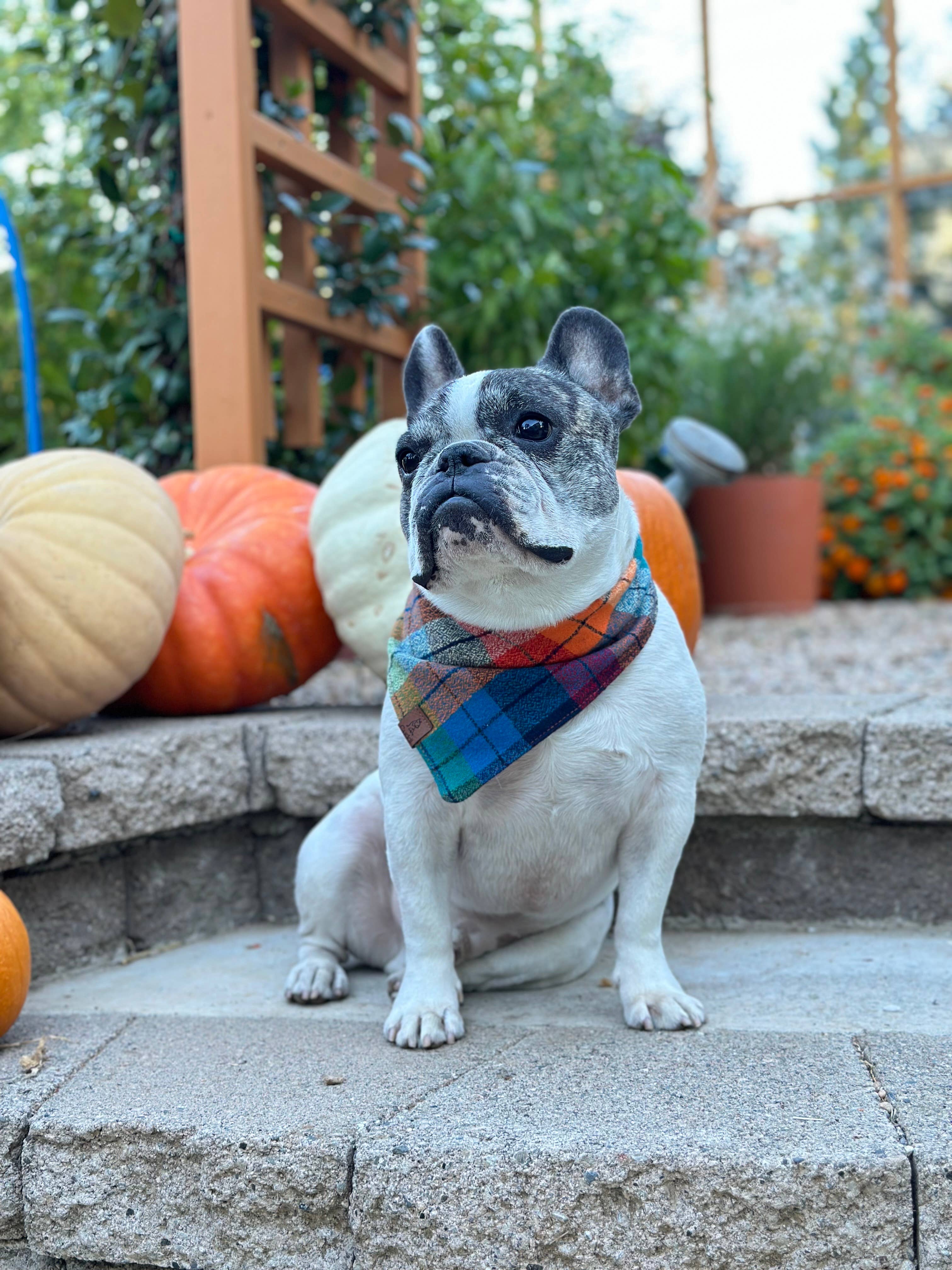 Cuddl – wholesale Pet bandana – Dog – Apple Hill Flannel Dog Bandana3