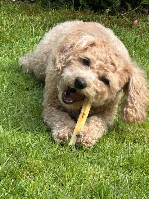 Hofman Animal Care - Wholesale Pet Treats - Dog - SwissCowers Cheese Bars Black Angus S2