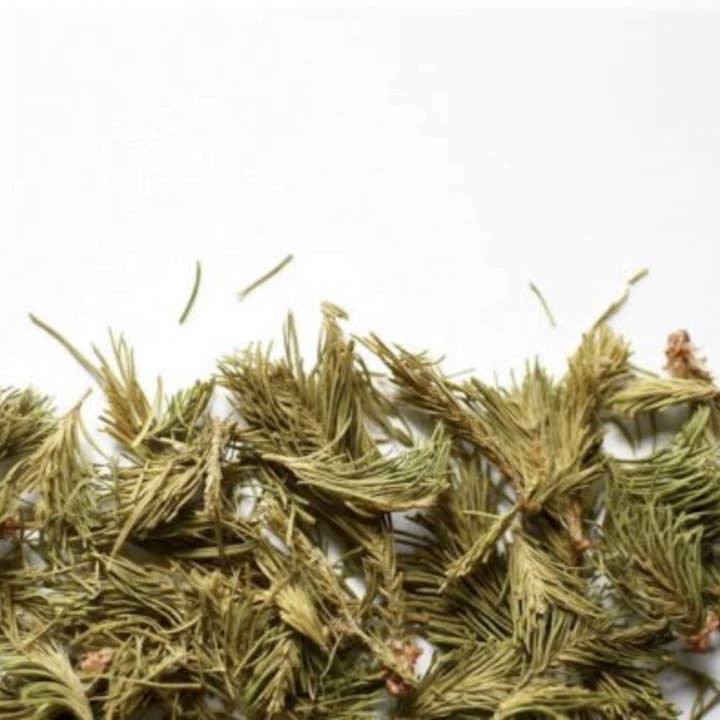 Balsemspar (shoot) voor wholesale door Floèm