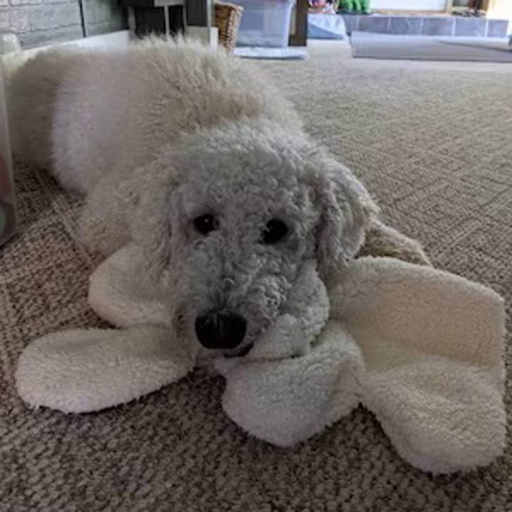 Whiskers 'n Paws Unique Pet Gifts, LLC – Engroshandel Tøjdyr - Hund – Franny Pet Nanny blød plysdyr til kæledyr med familiens duft (FTPN-033)7