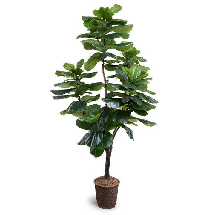 Fiddle Leaf Fig Tree Standard 7.5' for wholesale by New Growth Designs