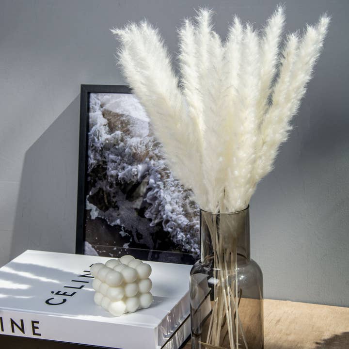 pampas studio uk - Wholesale Dried/pressed flowers - Pampas Grass Fluffy white/ cream2