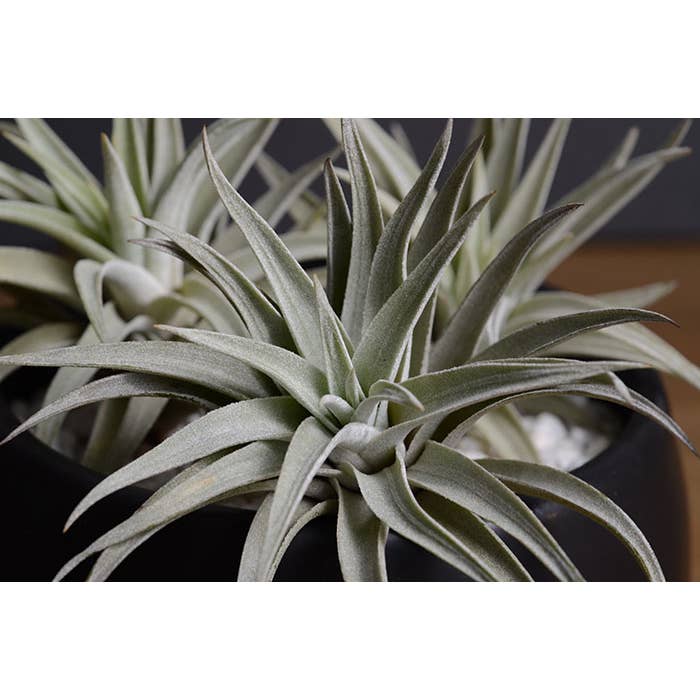 The Artizan Way - Wholesale Live Plant - Tillandsia Harrisii Bulk (12+ Plants) | Live Air Plant