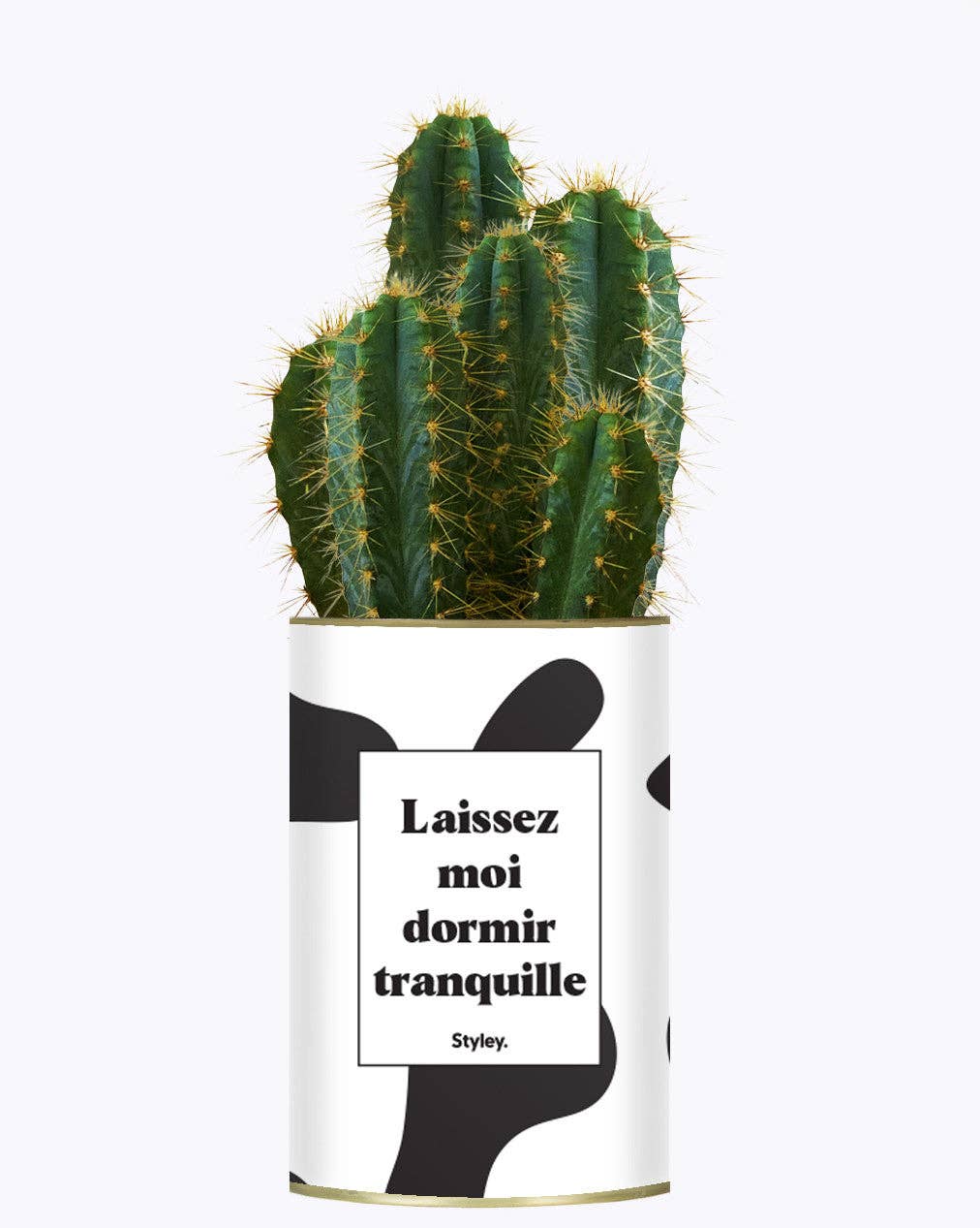 Styley - Wholesale Succulent - Laissez Moi Dormir Tranquille - Plante0