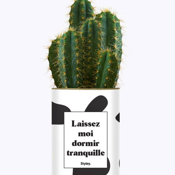 Styley - Wholesale Succulent - Laissez Moi Dormir Tranquille - Plante