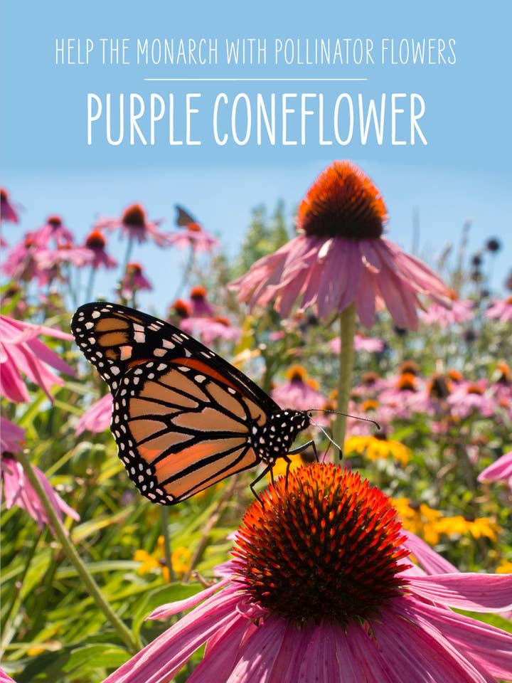 Help the Monarch Butterfly - Purple Coneflower Seed Packets for wholesale by Bentley Seed Co.