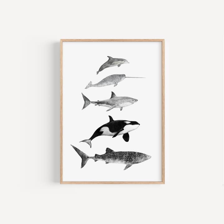 Sea Life Species Print for wholesale by Lauren Fitton Illustration